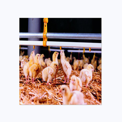 Breeds High Quality 360 Degree Stainless Steel Poultry Chicken Nipple Drinker For Farm